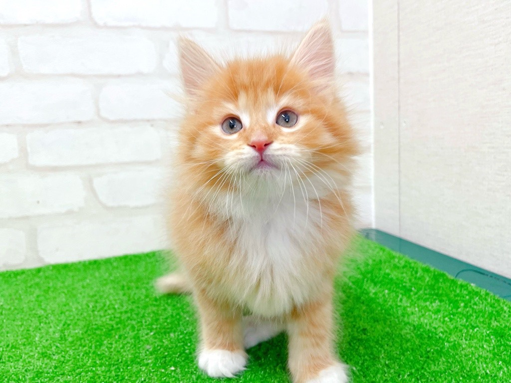 東京都のノルウェージャンフォレストキャット (かねだい立川店/2026年1月10日生まれ/男の子/レッドタビーホワイト)の子猫の1枚目の画像