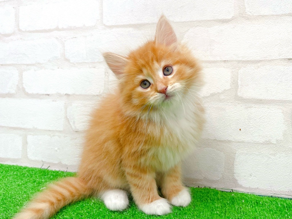 東京都のノルウェージャンフォレストキャット (かねだい立川店/2026年1月10日生まれ/男の子/レッドタビーホワイト)の子猫の3枚目の画像