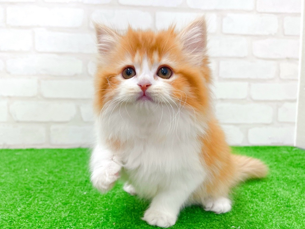 東京都のミヌエット (かねだい立川店/2026年1月6日生まれ/女の子/レッドタビーホワイト)の子猫の4枚目の画像