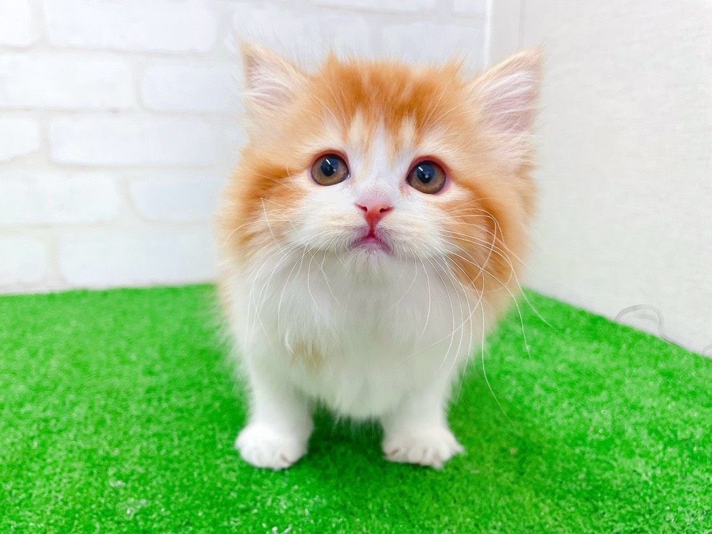 【動画あり！】ミヌエット♀ 『3/15お写真追加しました♪』　フワフワ感がたまらない♡ナデナデ大好きな女の子♡