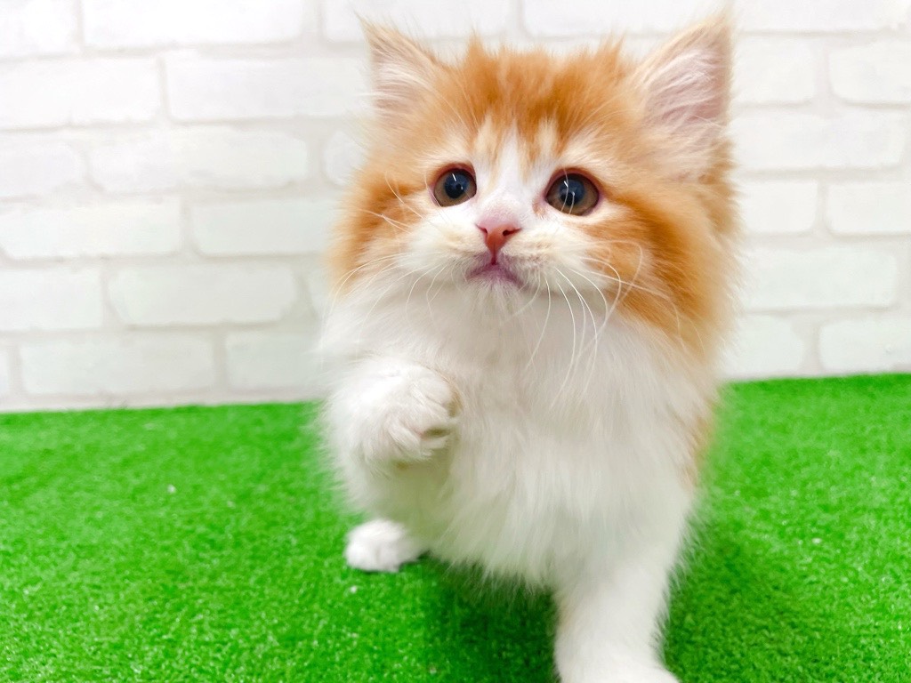 東京都のミヌエット (かねだい立川店/2026年1月6日生まれ/女の子/レッドタビーホワイト)の子猫の3枚目の画像