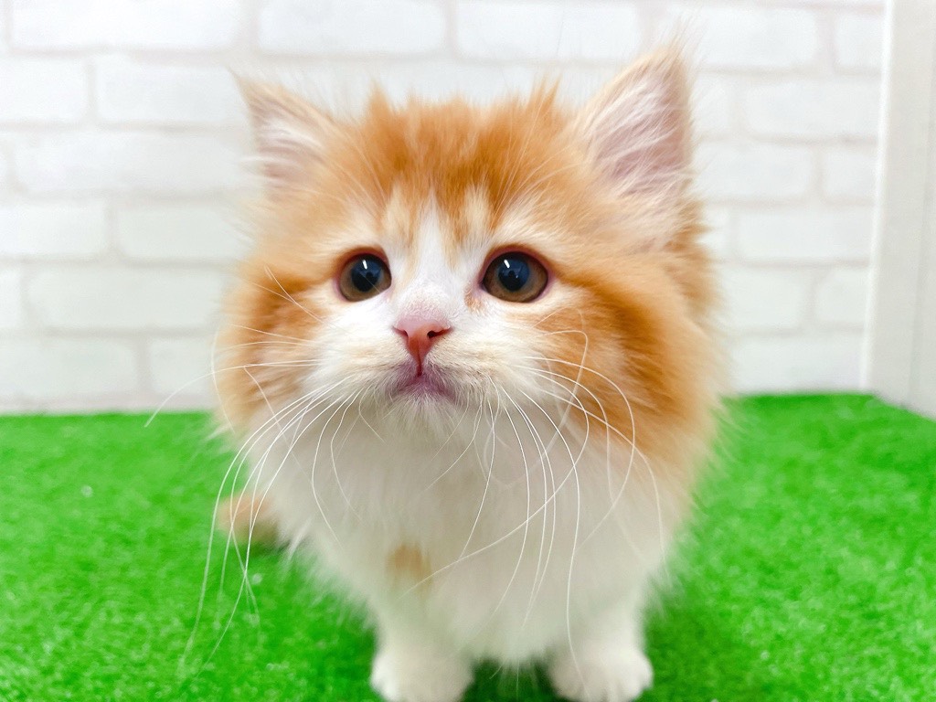 東京都のミヌエット (かねだい立川店/2026年1月6日生まれ/女の子/レッドタビーホワイト)の子猫の2枚目の画像