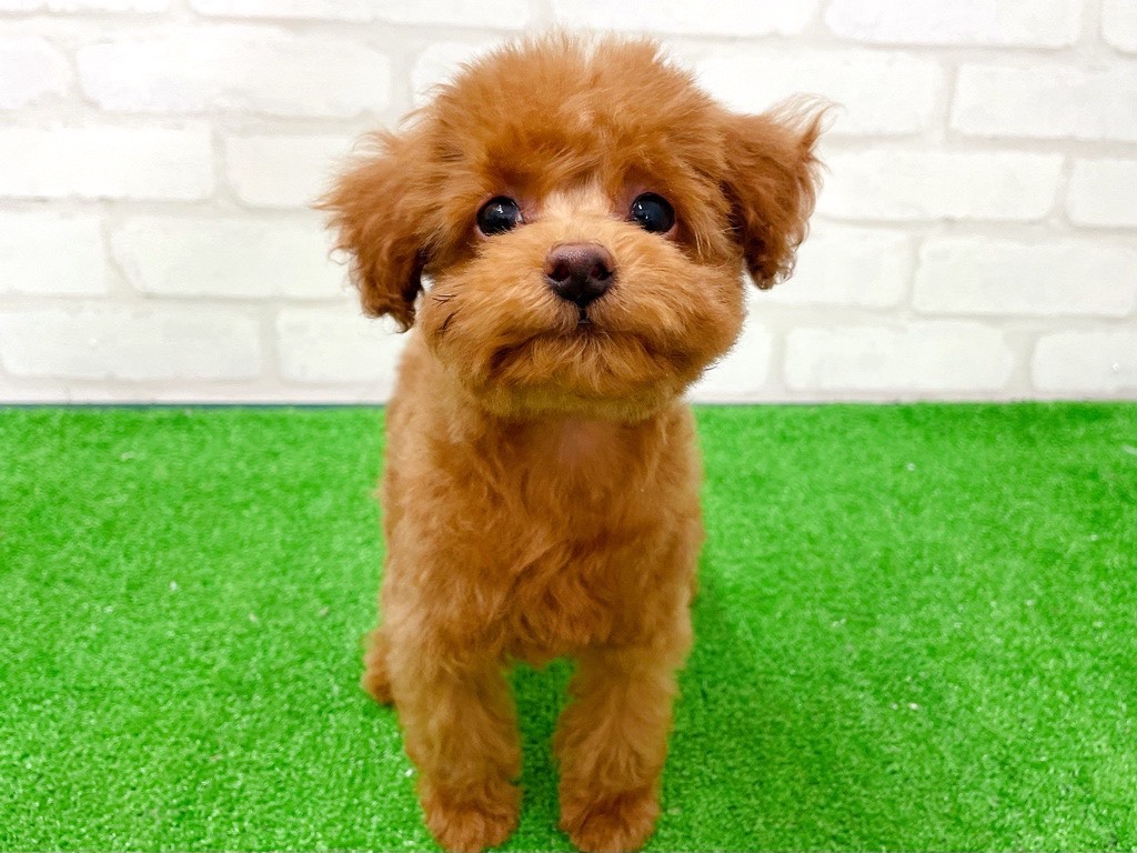 東京都のトイプードル(トイ) (かねだい立川店/2025年12月13日生まれ/女の子/レッド)の子犬の1枚目の画像