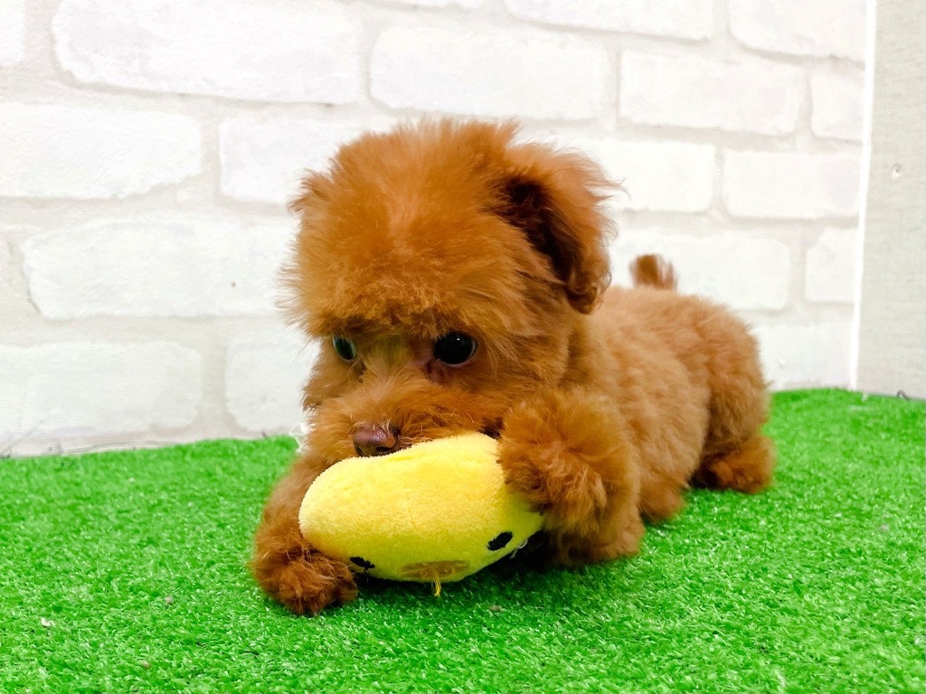 東京都のトイプードル(トイ) (かねだい立川店/2025年12月13日生まれ/女の子/レッド)の子犬の3枚目の画像