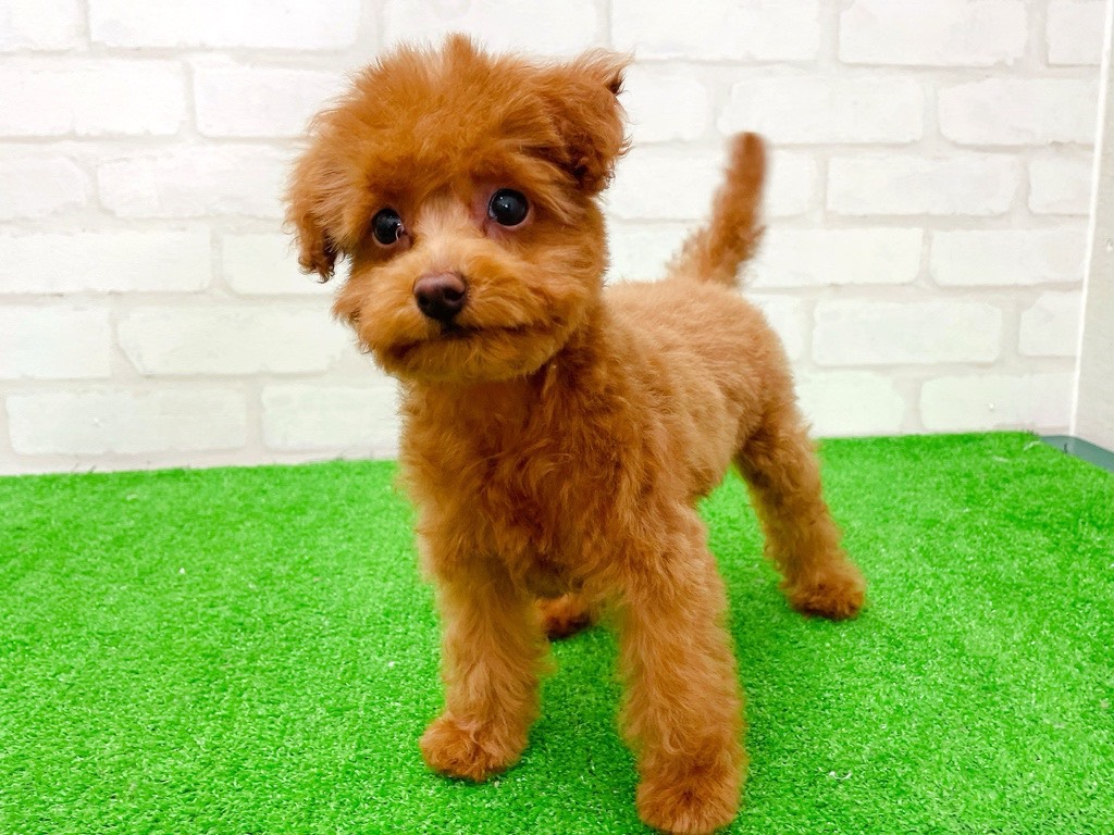 東京都のトイプードル(トイ) (かねだい立川店/2025年12月13日生まれ/女の子/レッド)の子犬の2枚目の画像