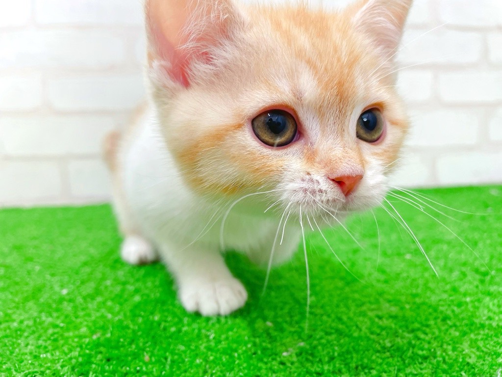 東京都のミヌエット (かねだい立川店/2026年1月4日生まれ/女の子/レッドタビーホワイト)の子猫の3枚目の画像