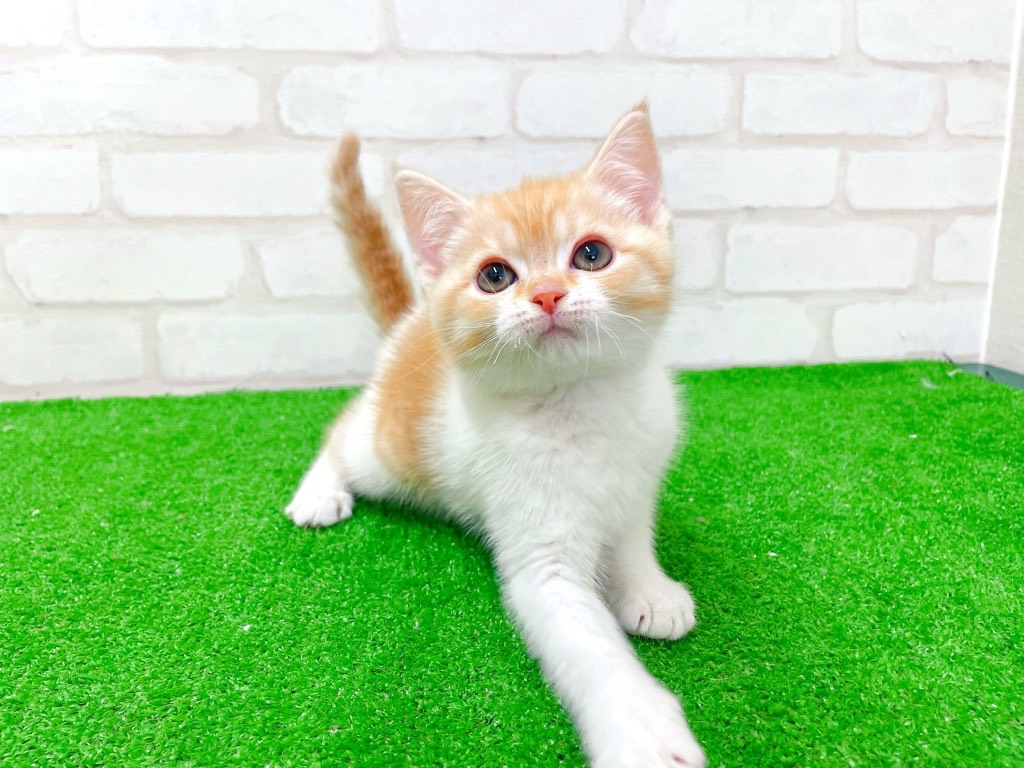 東京都のミヌエット (かねだい立川店/2026年1月4日生まれ/女の子/レッドタビーホワイト)の子猫の1枚目の画像