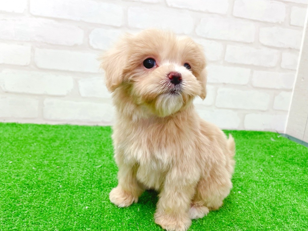 東京都のマルプー(マルチーズ×プードル) (かねだい立川店/2026年1月11日生まれ/女の子/アプリコット)の子犬の2枚目の画像