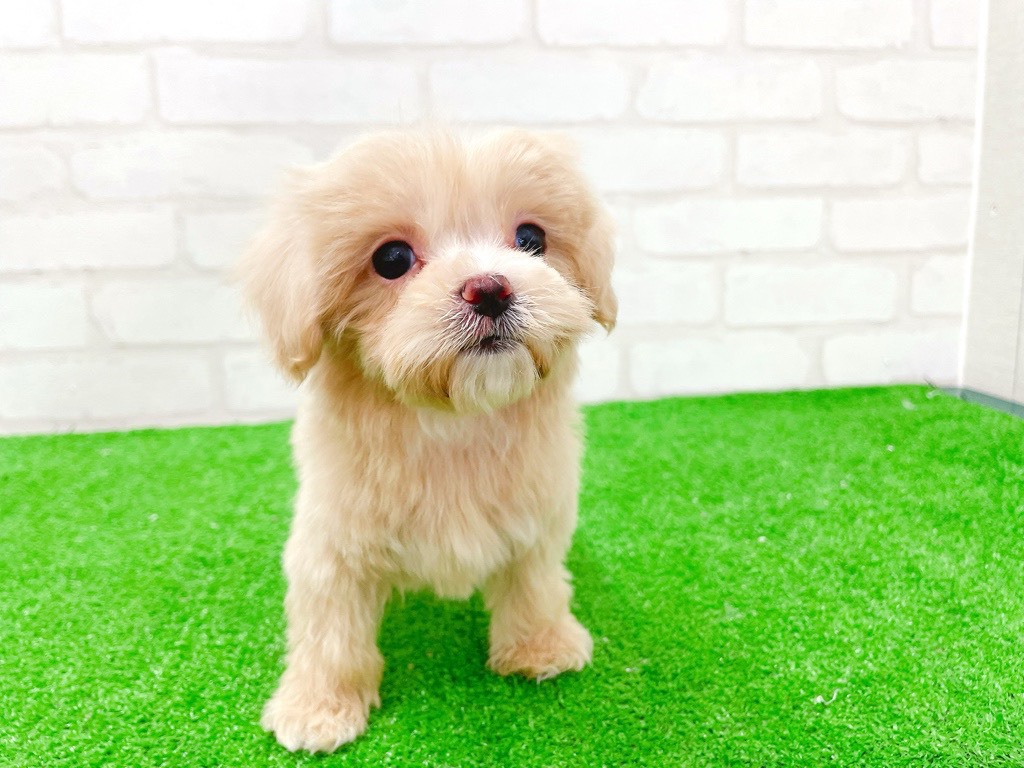 東京都のマルプー(マルチーズ×プードル) (かねだい立川店/2026年1月11日生まれ/女の子/アプリコット)の子犬の1枚目の画像