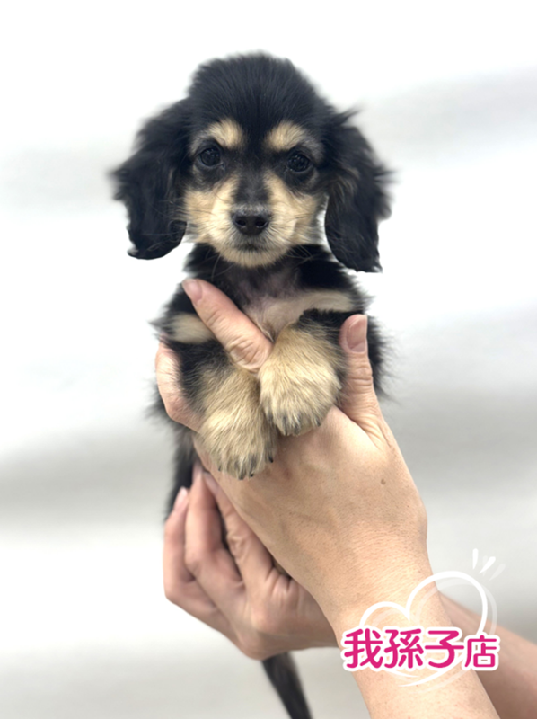 千葉県のミニチュアダックスフンド(ロング) (かねだい我孫子店/2026年1月8日生まれ/男の子/ブラックイエロー)の子犬