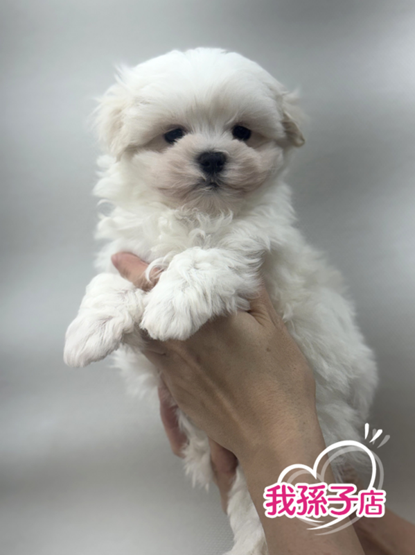 千葉県のマルチーズ (かねだい我孫子店/2026年1月10日生まれ/男の子/ホワイト)の子犬の1枚目の画像