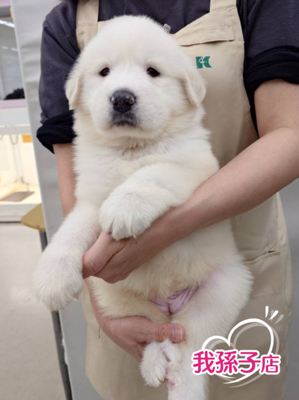 千葉県のグレートピレニーズ (かねだい我孫子店/2026年1月10日生まれ/女の子/ホワイト)の子犬