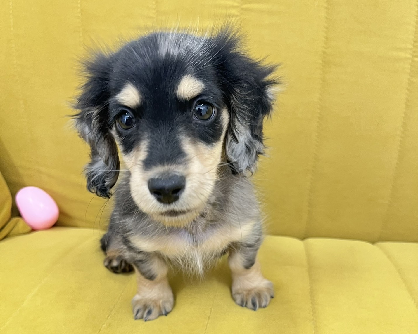 群馬県のミニチュアダックスフンド(ロング) (かねだいペットトライアル前橋/2025年12月29日生まれ/女の子/シルバーダップル)の子犬の1枚目の画像