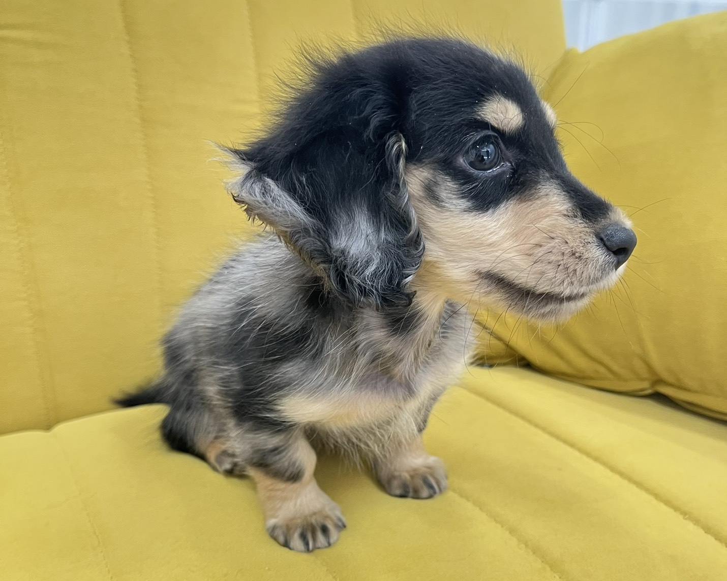 群馬県のミニチュアダックスフンド(ロング) (かねだいペットトライアル前橋/2025年12月29日生まれ/女の子/シルバーダップル)の子犬の3枚目の画像