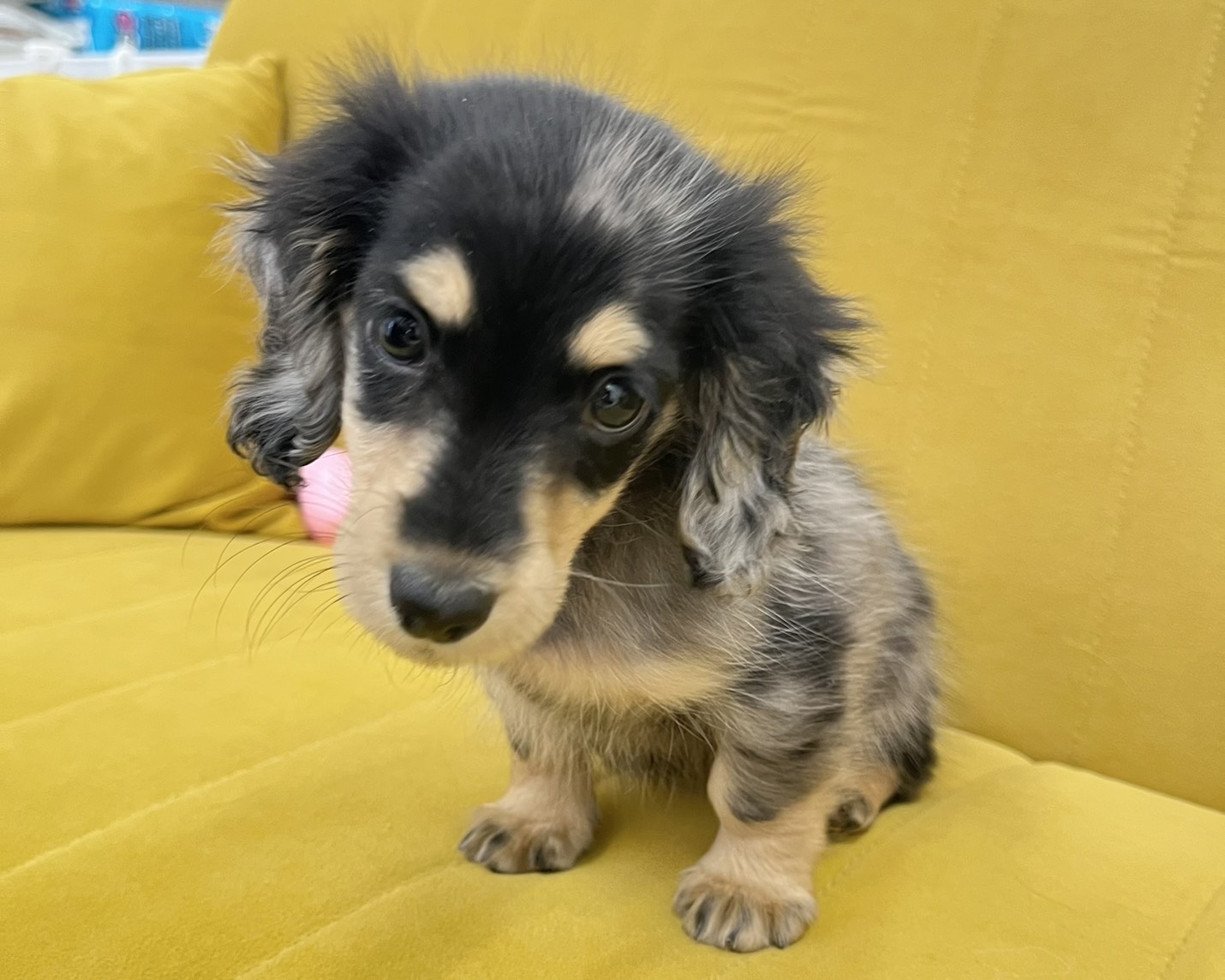 群馬県のミニチュアダックスフンド(ロング) (かねだいペットトライアル前橋/2025年12月29日生まれ/女の子/シルバーダップル)の子犬の4枚目の画像