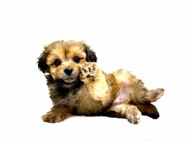 東京都のポメプー(ポメラニアン×プードル) (かねだい本町田店/2026年1月17日生まれ/男の子/オレンジ)の子犬の1枚目の画像