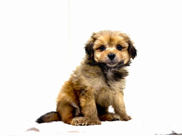 東京都のポメプー(ポメラニアン×プードル) (かねだい本町田店/2026年1月17日生まれ/男の子/オレンジ)の子犬の2枚目の画像