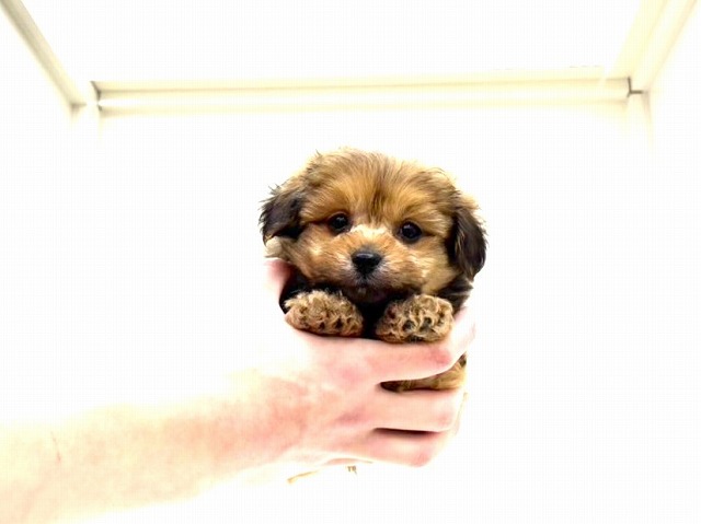 東京都のポメプー(ポメラニアン×プードル) (かねだい本町田店/2026年1月17日生まれ/男の子/オレンジ)の子犬の3枚目の画像