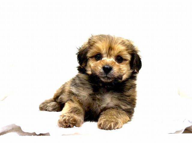 東京都のポメプー(ポメラニアン×プードル) (かねだい本町田店/2026年1月17日生まれ/男の子/オレンジ)の子犬の4枚目の画像