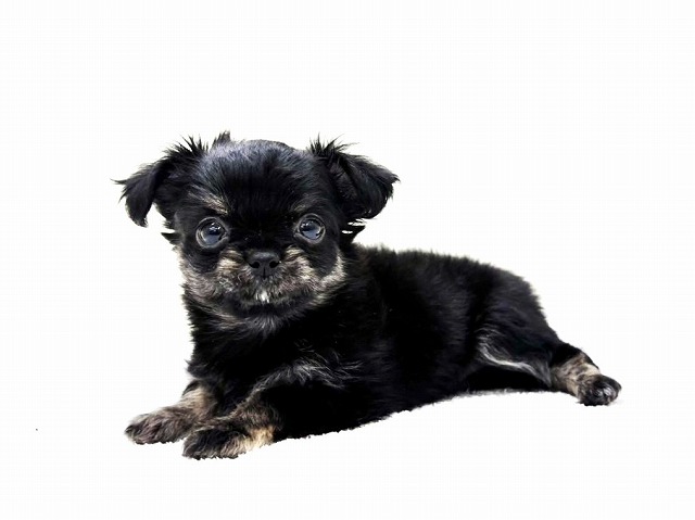 東京都のチワプー/プーチー(チワワ×プードル) (かねだい本町田店/2026年1月17日生まれ/男の子/ブラッククリーム)の子犬の1枚目の画像