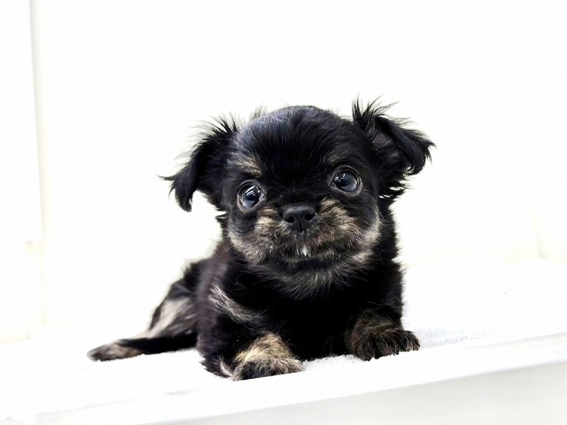 東京都のチワプー/プーチー(チワワ×プードル) (かねだい本町田店/2026年1月17日生まれ/男の子/ブラッククリーム)の子犬の2枚目の画像