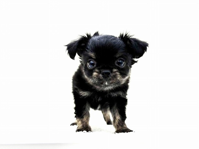 東京都のチワプー/プーチー(チワワ×プードル) (かねだい本町田店/2026年1月17日生まれ/男の子/ブラッククリーム)の子犬の3枚目の画像