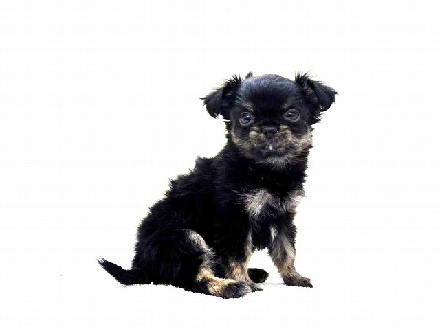 東京都のチワプー/プーチー(チワワ×プードル) (かねだい本町田店/2026年1月17日生まれ/男の子/ブラッククリーム)の子犬の4枚目の画像