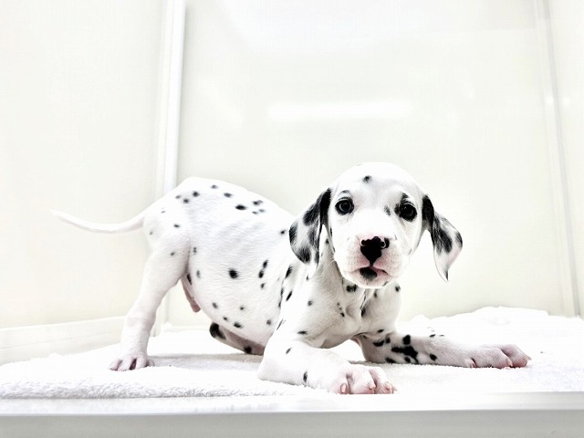 東京都のダルメシアン (かねだい本町田店/2026年1月15日生まれ/男の子/ホワイトブラック)の子犬の1枚目の画像