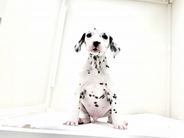 東京都のダルメシアン (かねだい本町田店/2026年1月15日生まれ/男の子/ホワイトブラック)の子犬の2枚目の画像