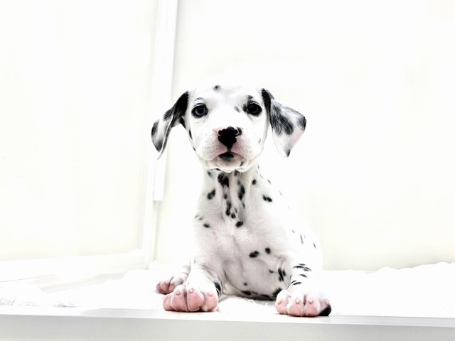 東京都のダルメシアン (かねだい本町田店/2026年1月15日生まれ/男の子/ホワイトブラック)の子犬の3枚目の画像