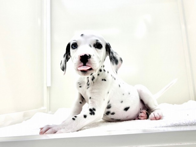 東京都のダルメシアン (かねだい本町田店/2026年1月15日生まれ/男の子/ホワイトブラック)の子犬の4枚目の画像