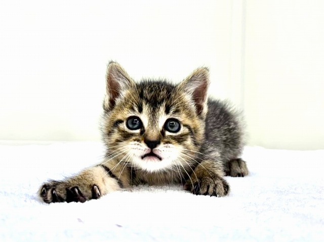 東京都のマンチカン (かねだい本町田店/2026年1月17日生まれ/女の子/ブラウンタビー)の子猫の1枚目の画像