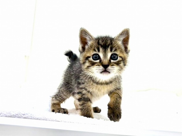 東京都のマンチカン (かねだい本町田店/2026年1月17日生まれ/女の子/ブラウンタビー)の子猫の2枚目の画像