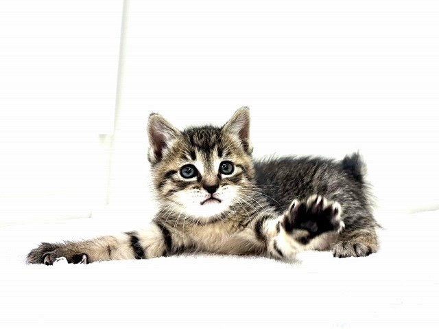 東京都のマンチカン (かねだい本町田店/2026年1月17日生まれ/女の子/ブラウンタビー)の子猫の3枚目の画像