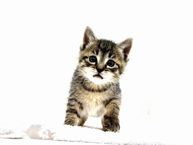 東京都のマンチカン (かねだい本町田店/2026年1月17日生まれ/女の子/ブラウンタビー)の子猫の4枚目の画像