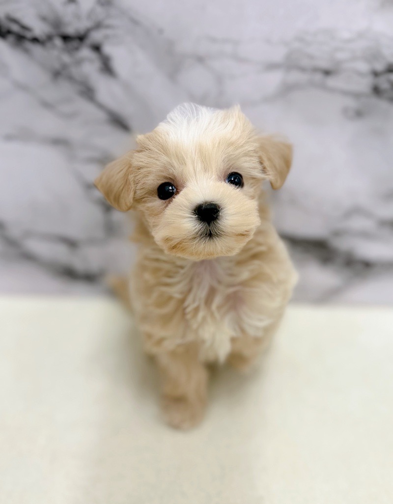 神奈川県のマルプー(マルチーズ×プードル) (かねだい東戸塚店/2026年1月18日生まれ/女の子/クリーム)の子犬の1枚目の画像