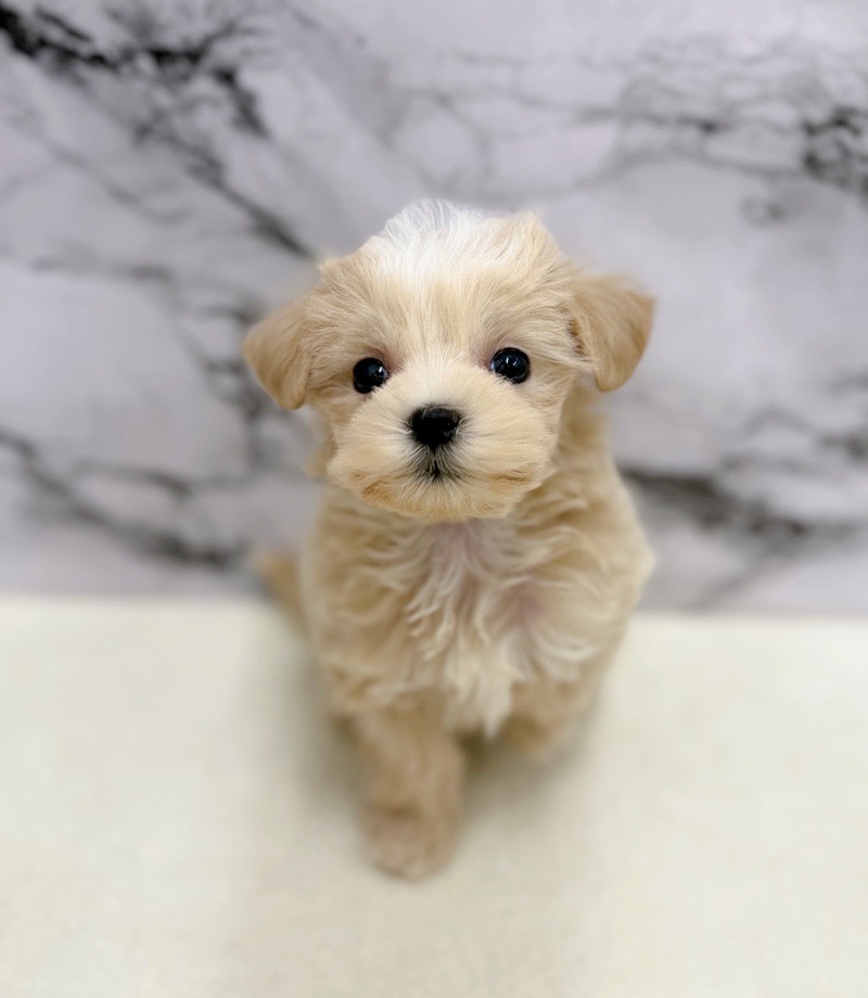 神奈川県のマルプー(マルチーズ×プードル) (かねだい東戸塚店/2026年1月18日生まれ/女の子/クリーム)の子犬の2枚目の画像