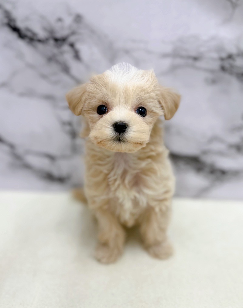 神奈川県のマルプー(マルチーズ×プードル) (かねだい東戸塚店/2026年1月18日生まれ/女の子/クリーム)の子犬の3枚目の画像