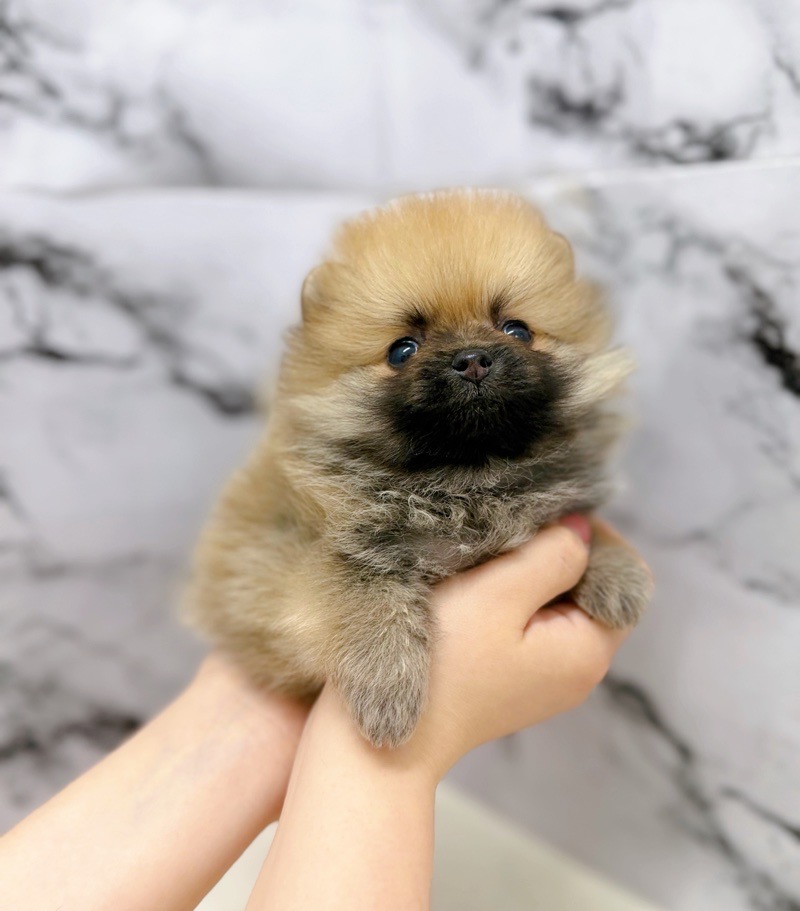 神奈川県のポメラニアン (かねだい東戸塚店/2026年1月17日生まれ/女の子/オレンジ)の子犬の1枚目の画像