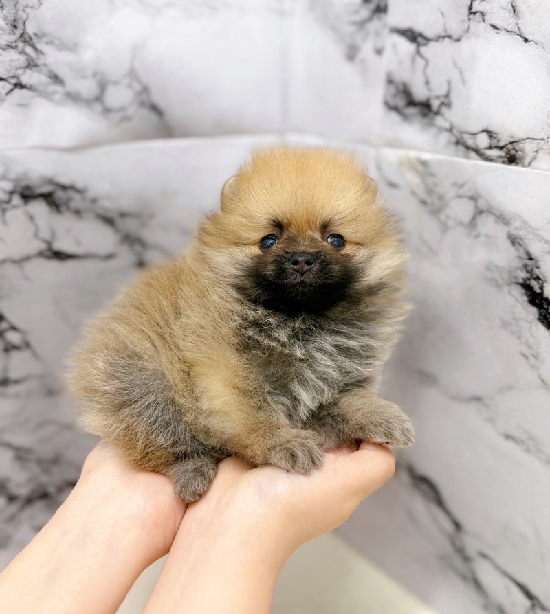 神奈川県のポメラニアン (かねだい東戸塚店/2026年1月17日生まれ/女の子/オレンジ)の子犬の2枚目の画像