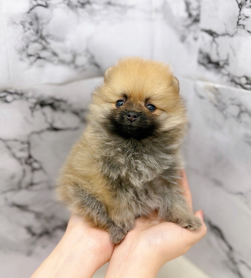 神奈川県のポメラニアン (かねだい東戸塚店/2026年1月17日生まれ/女の子/オレンジ)の子犬の3枚目の画像