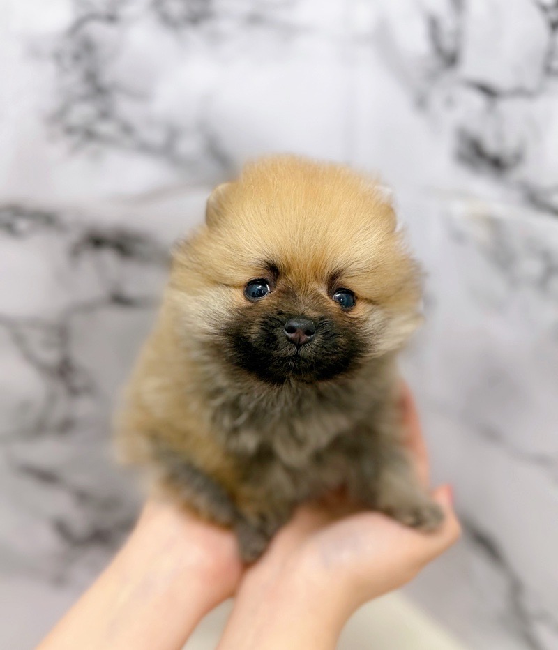 神奈川県のポメラニアン (かねだい東戸塚店/2026年1月17日生まれ/女の子/オレンジ)の子犬の4枚目の画像