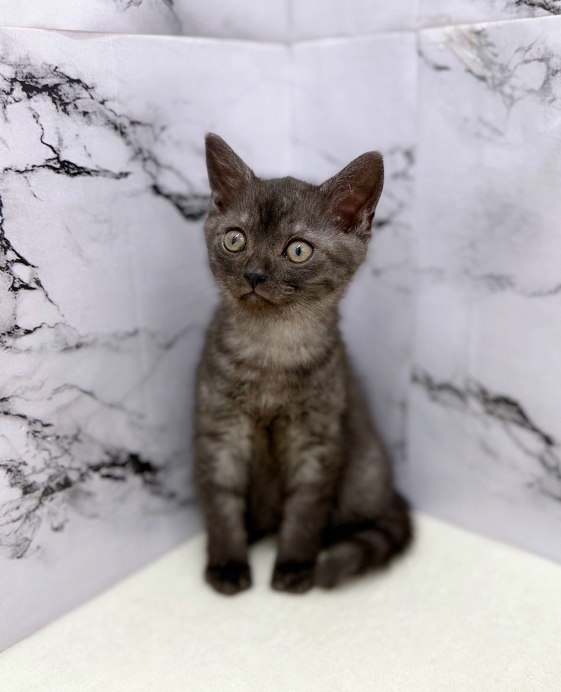 神奈川県のミヌエット (かねだい東戸塚店/2026年1月16日生まれ/男の子/ブラック)の子猫の1枚目の画像