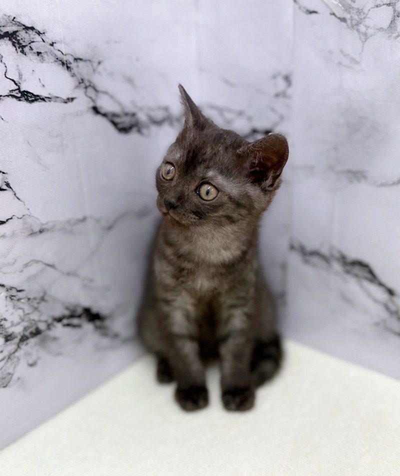 神奈川県のミヌエット (かねだい東戸塚店/2026年1月16日生まれ/男の子/ブラック)の子猫の2枚目の画像