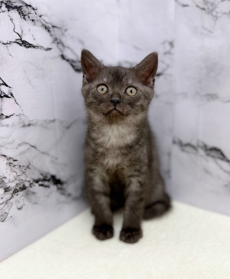 神奈川県のミヌエット (かねだい東戸塚店/2026年1月16日生まれ/男の子/ブラック)の子猫の3枚目の画像