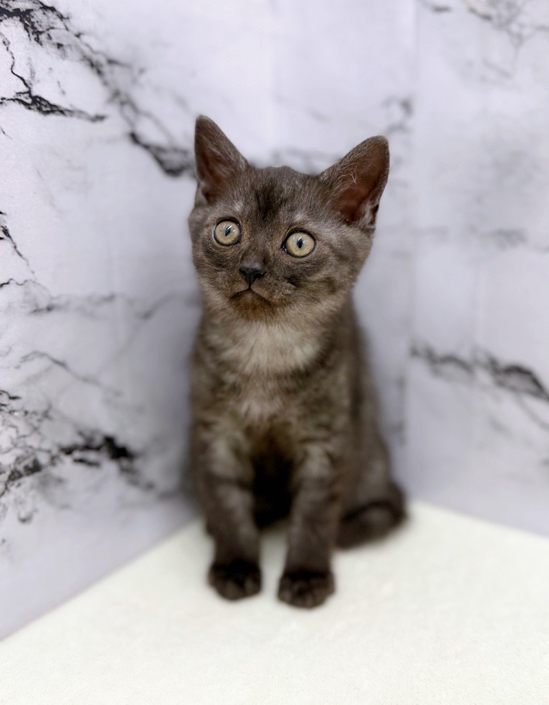 神奈川県のミヌエット (かねだい東戸塚店/2026年1月16日生まれ/男の子/ブラック)の子猫の4枚目の画像