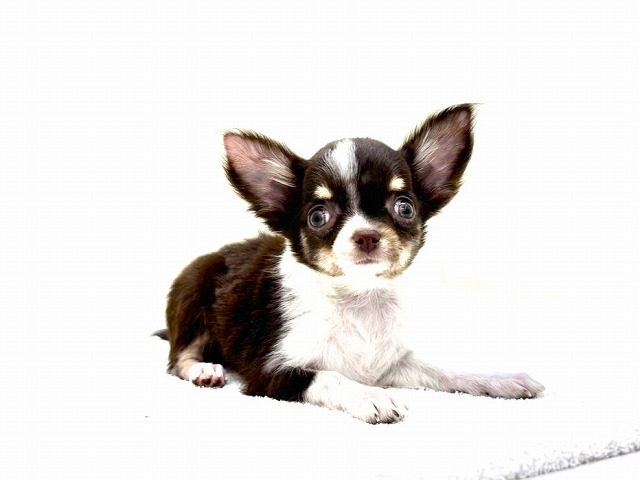 東京都のチワワ(ロング) (かねだい本町田店/2026年1月4日生まれ/男の子/チョコレートタンホワイト)の子犬の1枚目の画像