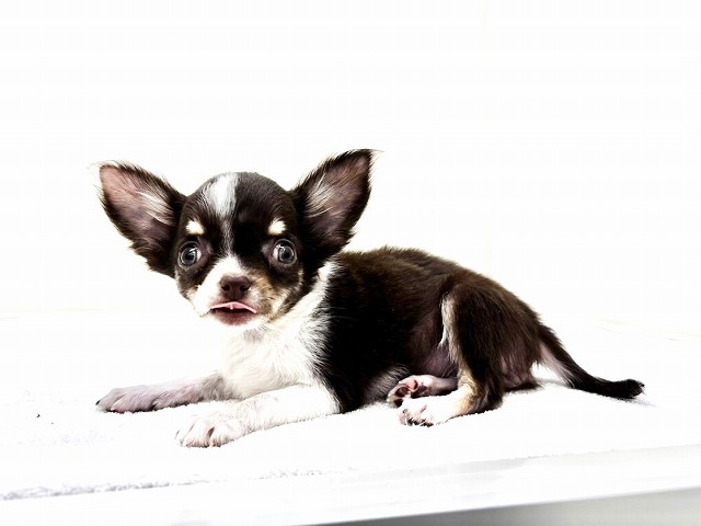 東京都のチワワ(ロング) (かねだい本町田店/2026年1月4日生まれ/男の子/チョコレートタンホワイト)の子犬の2枚目の画像