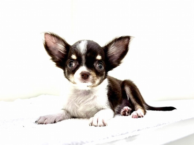 東京都のチワワ(ロング) (かねだい本町田店/2026年1月4日生まれ/男の子/チョコレートタンホワイト)の子犬の4枚目の画像