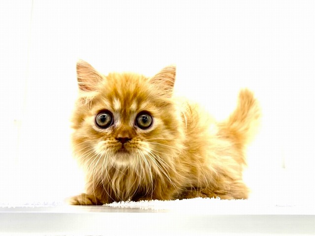 東京都のミヌエット (かねだい本町田店/2026年1月10日生まれ/男の子/レッドタビー)の子猫の1枚目の画像